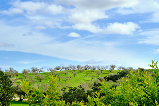 Green undulating hills with olive trees under blue sky
