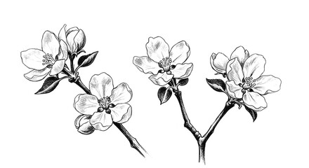 Delicate black and white illustration of apple blossoms on branches, perfect for spring themes