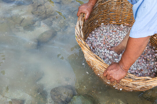 An anonymous man washes cacao beans with his feet