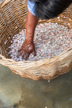 Man washing cacao beans in a Water Basket