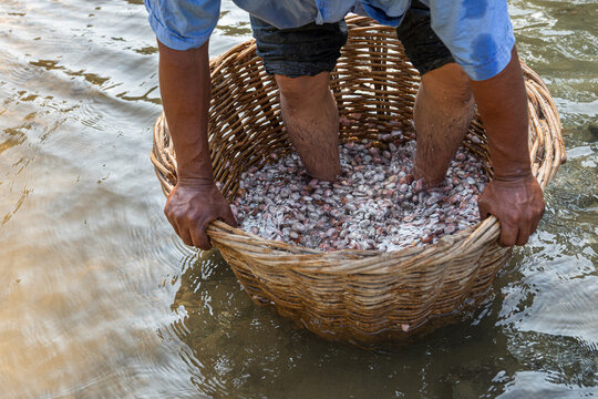Close-up of cacao beans in a woven basket