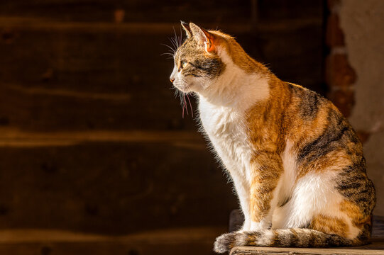 Calico cat basking in sunlight on wooden surface