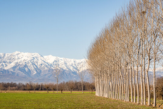 Rows of trees and Alps landscape in Piedmont, Italy