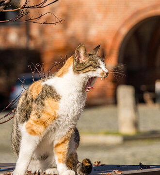 Yawning calico cat in the sunlight near a brick wall