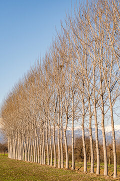 Row of bare trees in serene piedmont landscape