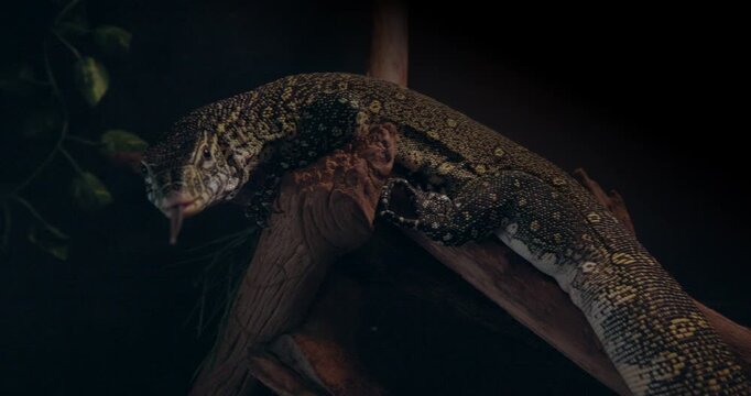 Nile Monitor Flicking Tongue at Night