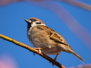 枝に止まるスズメ