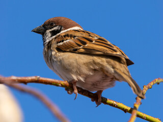 枝に止まるスズメ
