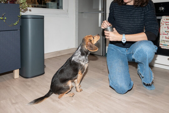 Dog Receiving Treats From Owner in Cozy Modern Kitchen