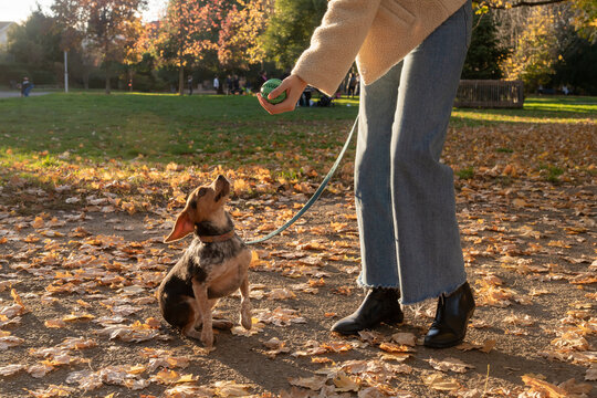Dog Eagerly Awaits Treat in Autumn Park With Colorful Leaves