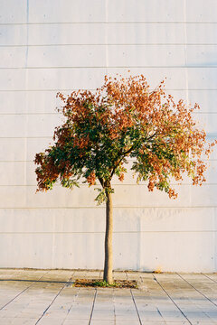 Lone autumn tree against bright concrete wall