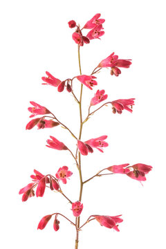 Coral bells flowers