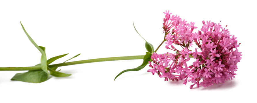 Red valerian flowers