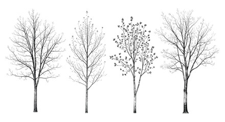 Fototapeta premium Collection of four distinct bare deciduous trees rendered in a detailed black and white line art style
