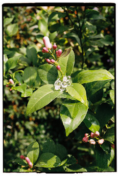 A ring hangs on a green branch with a pink flower
