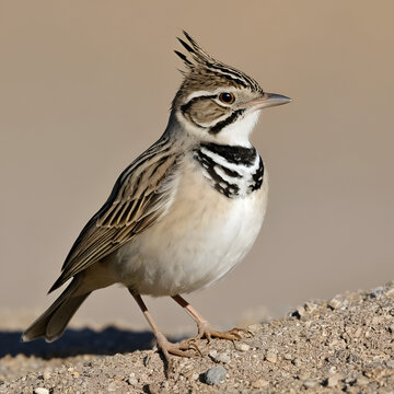 Crested lark (Galerida cristata) in industrial environment