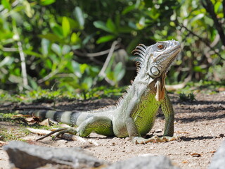 Obraz premium のびのびと過ごすグリーンイグアナ エルサルバドルにて