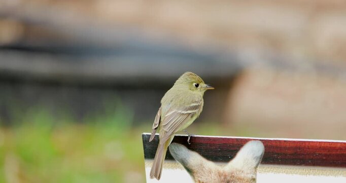 Southwestern Willow Flycatcher Perched on a Sign