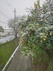 寒波の街角、雪をかぶった柑橘の木