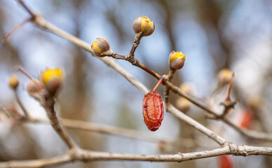 春を待つ赤い宝石。サンシュユの実と蕾