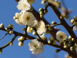 公園に咲いた白い梅の花