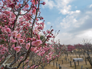 青空と梅の花。春を届ける梅園の美しい風景