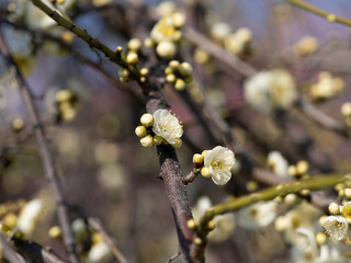 公園に咲いた白い梅の花