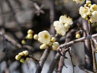 公園に咲いた白い梅の花