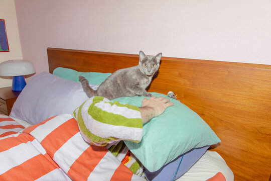 Playful cat