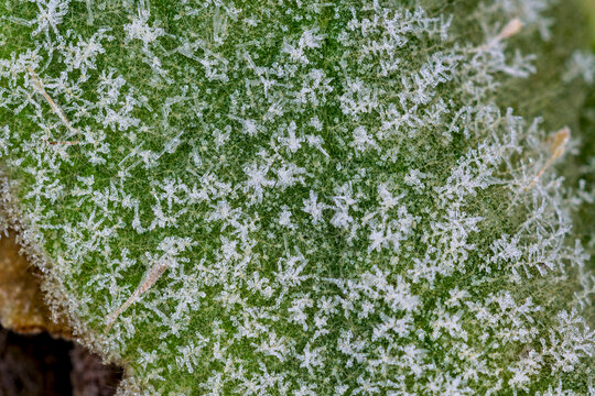 frost on a mullein leaf