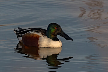 Obraz premium Northern Shoveler in Boise Idaho