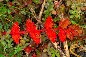 Red Filaree leaf with morning dew drops