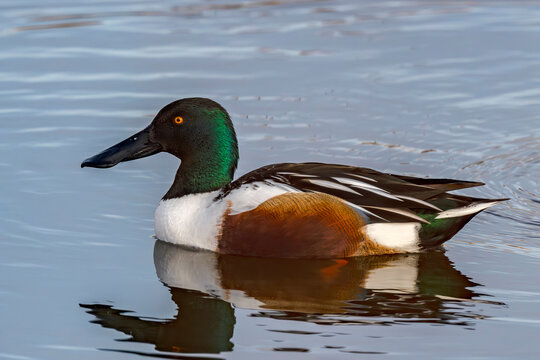 Northern Shoveler portrait drake