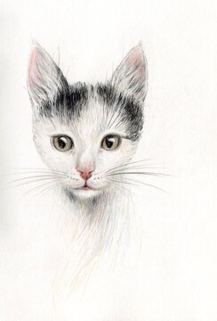 little kitten portrait