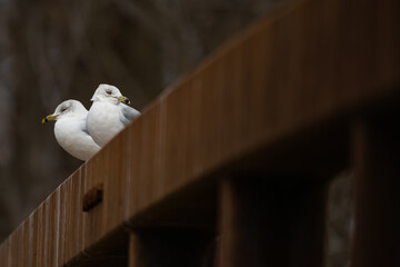 Ringbilled Gulls Perched The Wooden