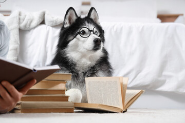 Funny husky dog in eyeglasses reading book on floor at home © Pixel-Shot