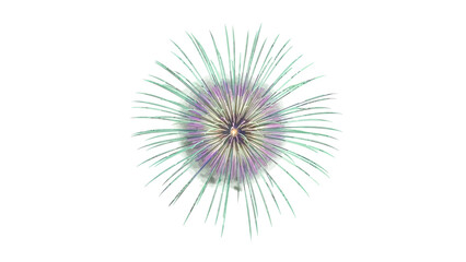 Obraz premium Bright fireworks burst in purple and green against a white background.