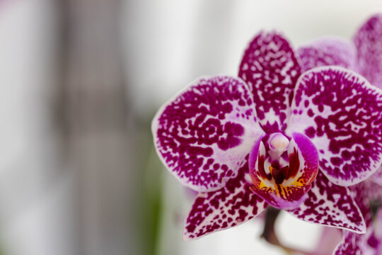 Phalaenopsis bloom sitting on right side near window, showing yellow magenta lip and bokeh