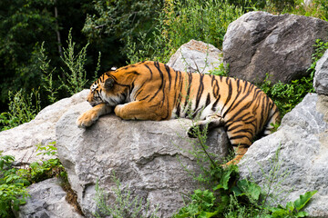 tiger on the rock © Myriam