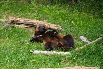 brown bear cub in the grass © Myriam
