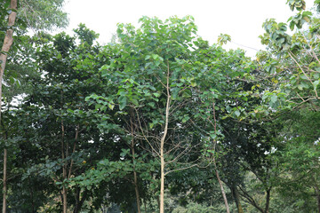 Fototapeta premium Juvenile Arboreal Growth With Dense Leaves. Emerging Woodland Crown Fresh Development. Compact Green Canopy Early Stage Tree. Vibrant Sapling Cluster Natural Habitat