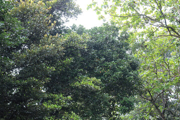 Fototapeta premium Merging Treetops Forming Elevated Canopy. Interwoven Crowns Against Soft Illumination. Overlapping Branch Network Scenic Upper. Compact Green Ceiling Natural Frame