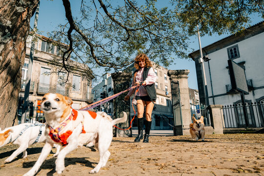 Dog Walking in a City Park During a Sunny Day