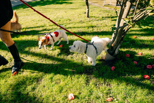 Dogs Walk on Leashes Near Tree in Green Space During Sunny Day