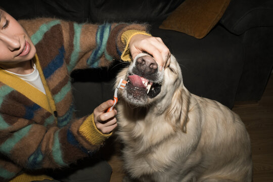 Dog getting teeth brushed by person at home during evening
