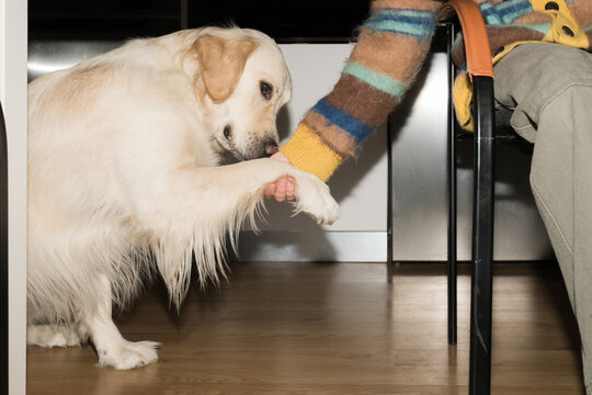 Golden retriever rests paw on person&rsquo;s hand at home