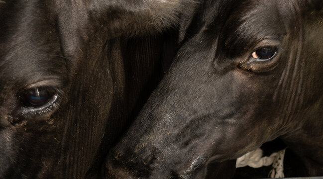 Cow Eyes