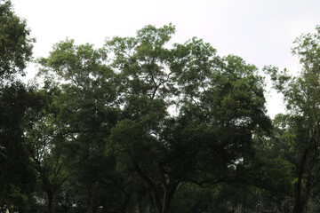 Obraz premium Elevated Treetop Border Against Pale Sky. Leafy Skyline Creating Natural Frame. Woodland Edge Forming Soft Horizon. Dark Crown Silhouette Minimal Background