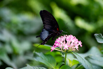 Fototapeta premium butterfly on flower