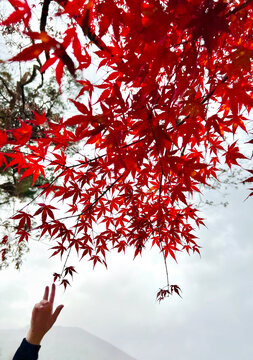 Autumn Season of blooming red maples in Japan- Momiji
